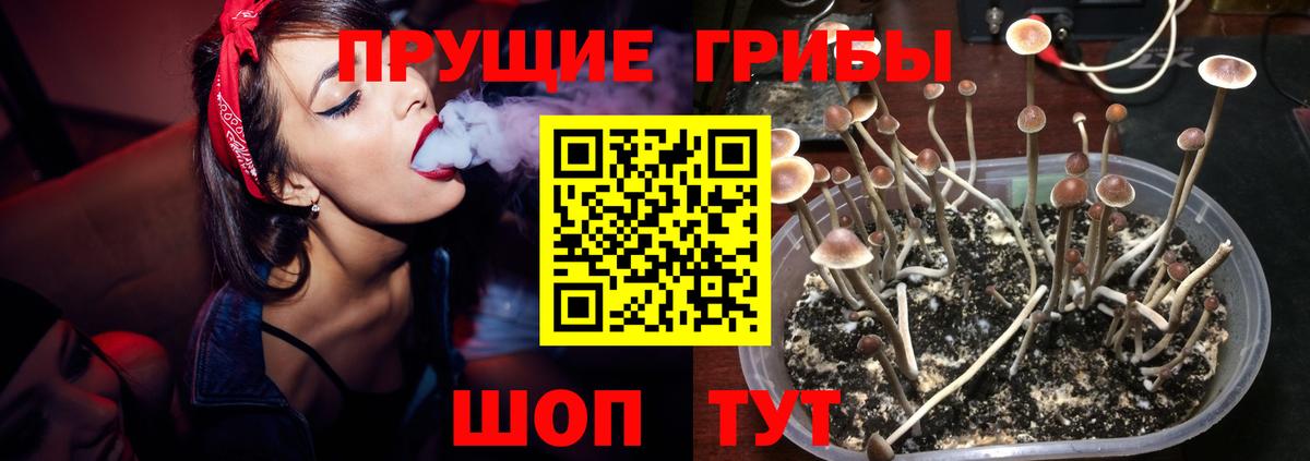Галлюциногенные грибы Psilocybe  Вход с VPN  Балтийск 
